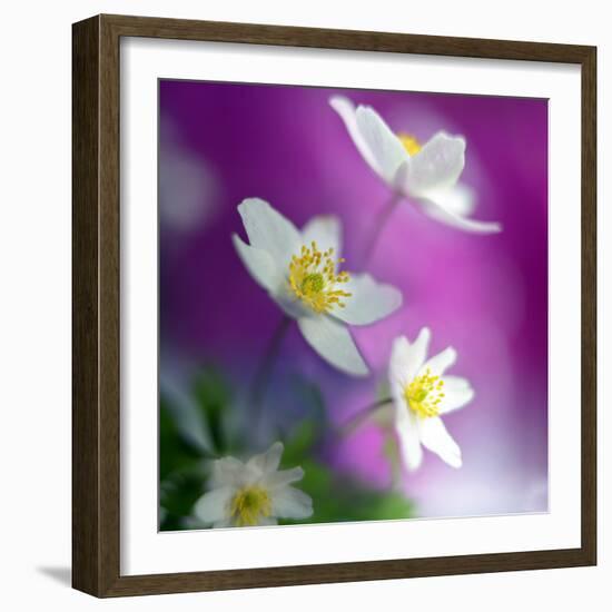 Anemones-Heidi Westum-Framed Photographic Print