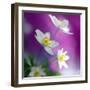 Anemones-Heidi Westum-Framed Photographic Print