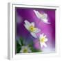 Anemones-Heidi Westum-Framed Photographic Print