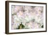 Anemones-Heidi Westum-Framed Photographic Print