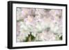 Anemones-Heidi Westum-Framed Photographic Print