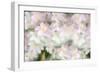 Anemones-Heidi Westum-Framed Photographic Print