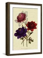 Anemones-null-Framed Giclee Print