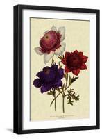 Anemones-null-Framed Giclee Print