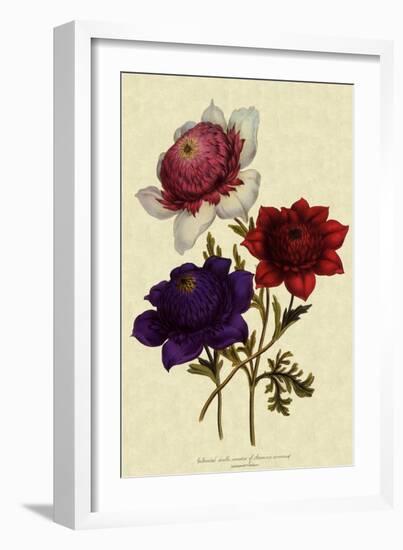 Anemones-null-Framed Giclee Print