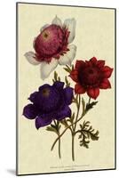 Anemones-null-Mounted Giclee Print