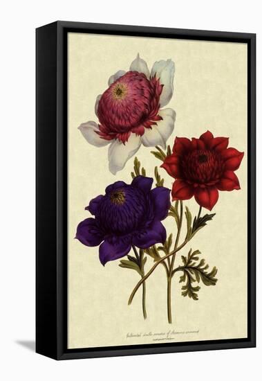 Anemones-null-Framed Stretched Canvas
