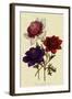 Anemones-null-Framed Giclee Print