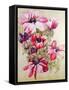 Anemones-Joan Thewsey-Framed Stretched Canvas