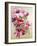 Anemones-Joan Thewsey-Framed Giclee Print