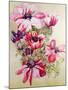 Anemones-Joan Thewsey-Mounted Premium Giclee Print