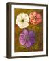 Anemones-Vessela G.-Framed Giclee Print