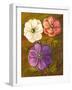 Anemones-Vessela G.-Framed Giclee Print