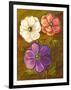 Anemones-Vessela G.-Framed Giclee Print