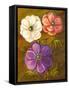 Anemones-Vessela G.-Framed Stretched Canvas