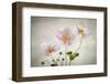 Anemones-Mandy Disher-Framed Photographic Print