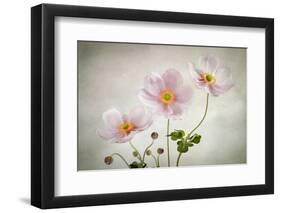 Anemones-Mandy Disher-Framed Photographic Print