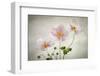 Anemones-Mandy Disher-Framed Photographic Print
