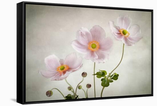 Anemones-Mandy Disher-Framed Stretched Canvas