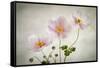 Anemones-Mandy Disher-Framed Stretched Canvas