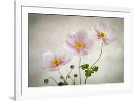 Anemones-Mandy Disher-Framed Photographic Print