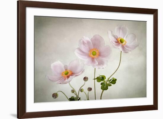 Anemones-Mandy Disher-Framed Photographic Print