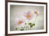 Anemones-Mandy Disher-Framed Photographic Print