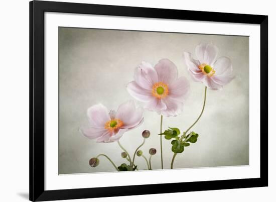 Anemones-Mandy Disher-Framed Photographic Print