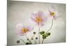 Anemones-Mandy Disher-Mounted Photographic Print
