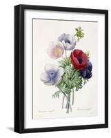 Anenome Simple-Pierre-Joseph Redouté-Framed Giclee Print