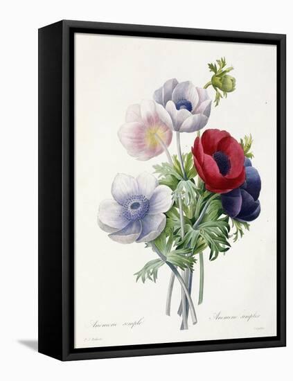 Anenome Simple-Pierre-Joseph Redouté-Framed Stretched Canvas