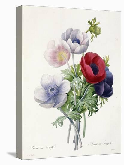 Anenome Simple-Pierre-Joseph Redouté-Stretched Canvas