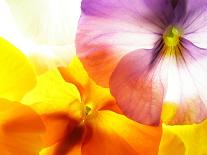 Close-Up of Colourful Viola Tricolor against White Background-Anette Linnea Rasmussen-Photographic Print