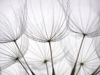 Close-Up of Primula Flower against White Background-Anette Linnea Rasmussen-Photographic Print