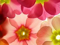 Close-Up of Colourful Viola Tricolor against White Background-Anette Linnea Rasmussen-Mounted Photographic Print