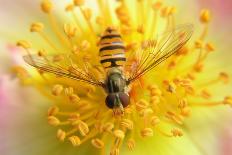 Fruit Fly on a Rose-Anette Linnea Rasmussen-Laminated Photographic Print