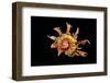 Angaria Delphinus-Paul Starosta-Framed Photographic Print