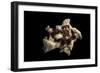 Angaria Delphinus-Paul Starosta-Framed Photographic Print