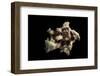 Angaria Delphinus-Paul Starosta-Framed Photographic Print