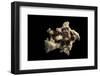 Angaria Delphinus-Paul Starosta-Framed Photographic Print