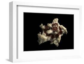 Angaria Delphinus-Paul Starosta-Framed Photographic Print