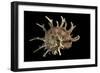 Angaria Delphinus-Paul Starosta-Framed Photographic Print