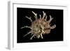 Angaria Delphinus-Paul Starosta-Framed Photographic Print