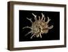 Angaria Delphinus-Paul Starosta-Framed Photographic Print