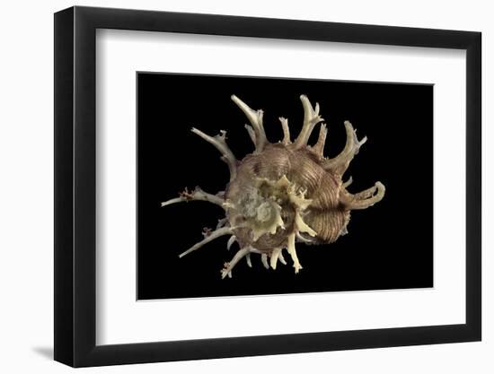 Angaria Delphinus-Paul Starosta-Framed Photographic Print