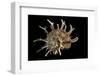 Angaria Delphinus-Paul Starosta-Framed Photographic Print