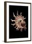 Angaria Delphinus-Paul Starosta-Framed Photographic Print