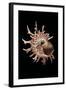 Angaria Delphinus-Paul Starosta-Framed Photographic Print