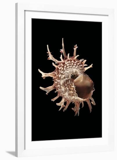 Angaria Delphinus-Paul Starosta-Framed Photographic Print