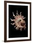 Angaria Delphinus-Paul Starosta-Framed Photographic Print